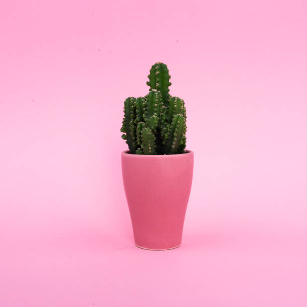istock Background. Green cactus on a pink background in a pink pot. Abstraction. 1311719622