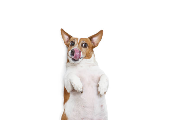 istock Hungry fat dog licking his nose 1311719785