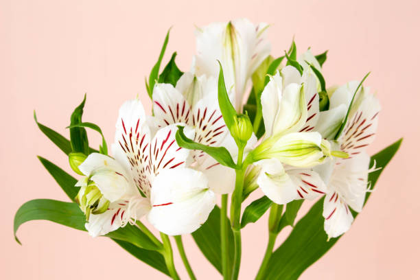 istock Plain coral pink background and white alstroemeria flowers 1311723018