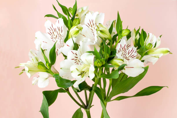 istock Plain coral pink background and white alstroemeria flowers 1311723023