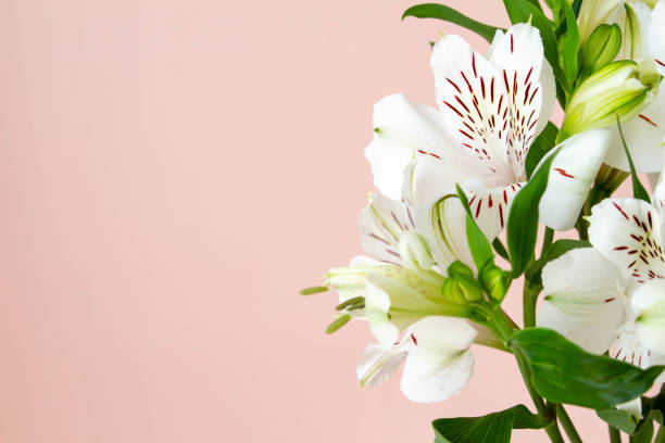 istock Plain coral pink background and white alstroemeria flowers 1311723025