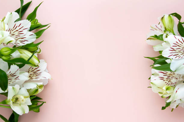 istock Plain coral pink background and white alstroemeria flowers 1311723031