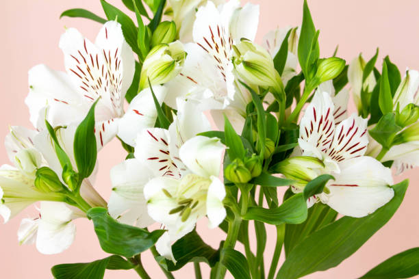 istock Plain coral pink background and white alstroemeria flowers 1311723045