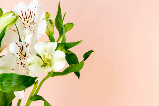istock Plain coral pink background and white alstroemeria flowers 1311723050