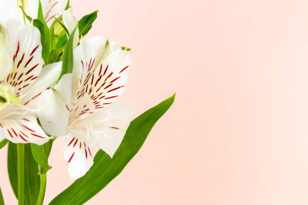 istock Plain coral pink background and white alstroemeria flowers 1311723054