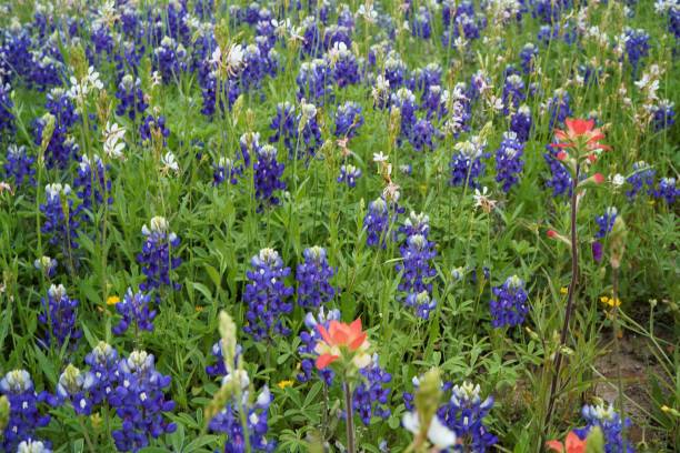 istock Texas Bluebonnets (lupine) & Indian Paintbrush Wildflowers 1311726702