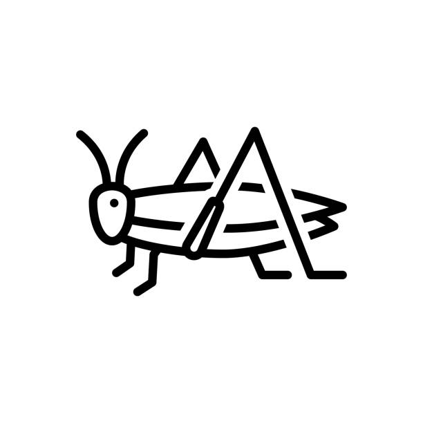 konik polny dziwaczny - grasshopper stock illustrations