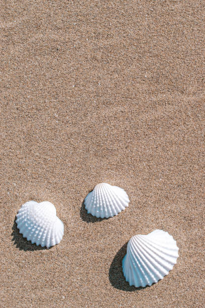 istock Shells pattern. Seashells, starfishes on sand ocean beach background. Exotic beach with copy space. 1311730852