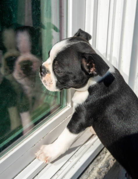 istock Boston Terrier Puppy Wants Inside 1311731661