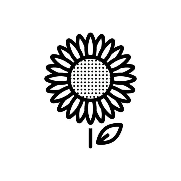 Vector illustration of Sunflower sunflower