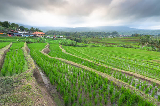 istock Wide angle rice field in bali indonesia 1311734251