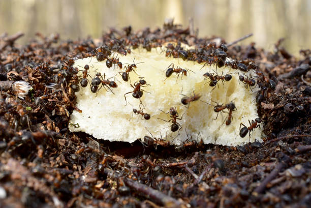 istock The ants eat wheat bread together. 1311737750