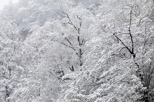 Snow covered trees creating white background.