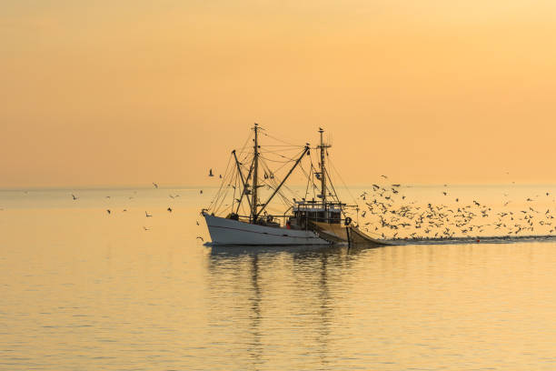 fishing boat on the north sea, schleswig-holstein, germany - barco de pesca de camarões imagens e fotografias de stock