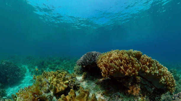 istock Coral reef and tropical fish. Philippines 1311741406