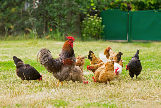 istock Rooster and chickens grazing on the grass 1311741437