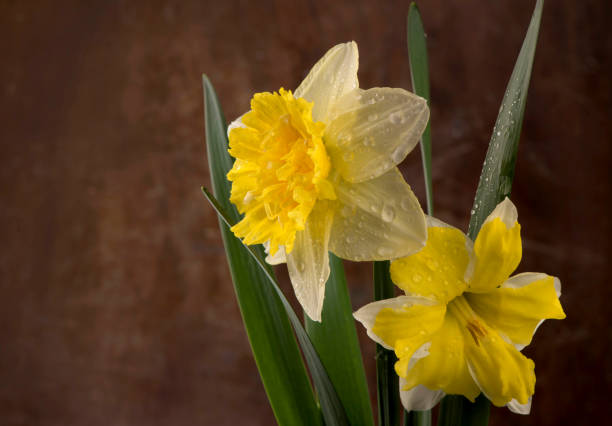 istock flowers of daffodils on a black background 1311741447