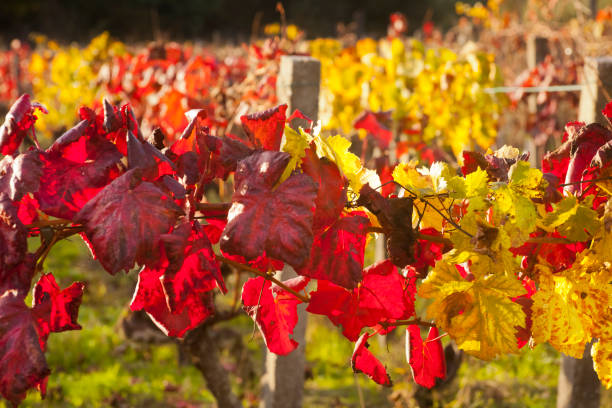 istock Vineyard in autumn, Galicia, Spain. 1311744245