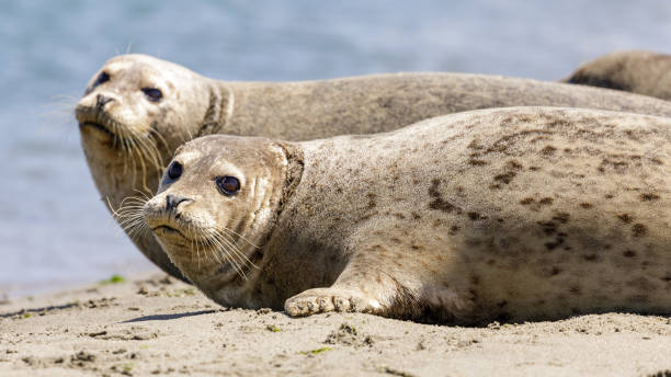 istock Alert Harbor Seals ready to jump into water 1311744925