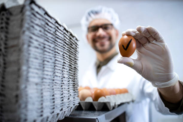 istock Food factory technologist standing by industrial eggs sorting machine and holding an egg that passed quality control test. 1311744986
