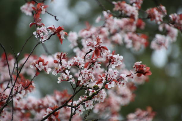 istock Close-up view with selective focus applied, depicting a few branches of a plum tree in blooming season. 1311745122