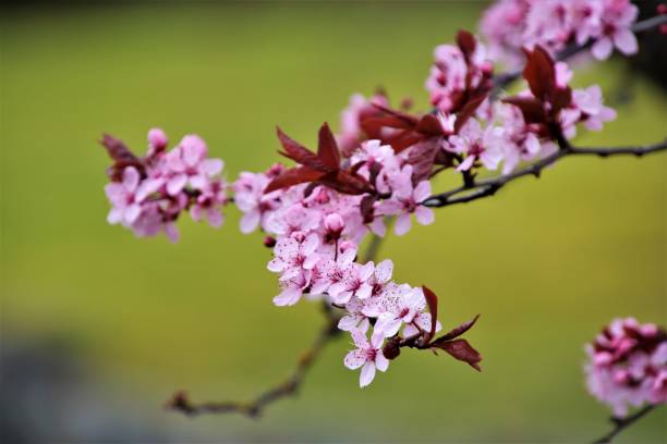 Close-up view with selective focus applied, depicting a few branches of a plum tree in blooming season.