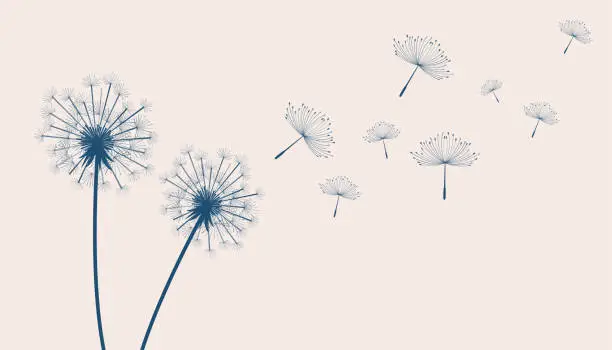 Vector illustration of flying dandelion flower seeds make a wish concept background