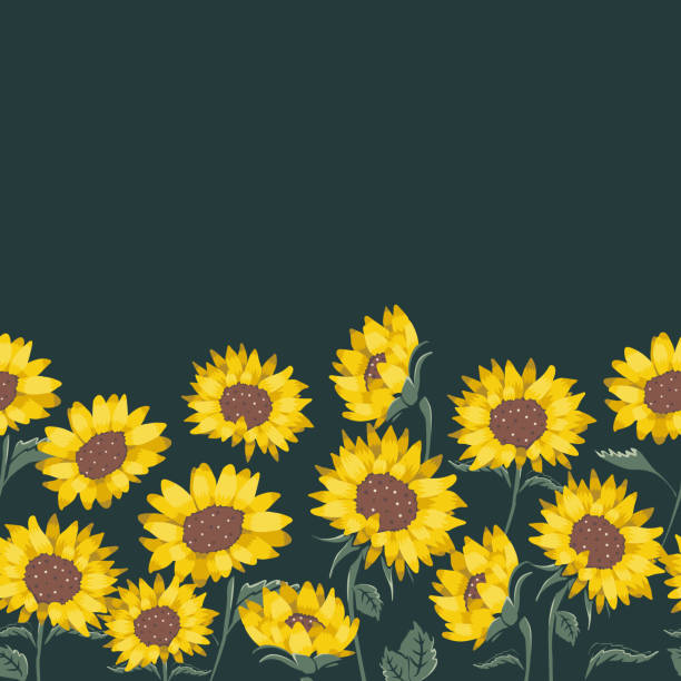 Vector Natural Yellow Sunflowers on Dark Green Border. Perfect for border, scrapbooking and web design projects. Vector Natural Yellow Sunflowers on Dark Green Border. helianthus stock illustrations