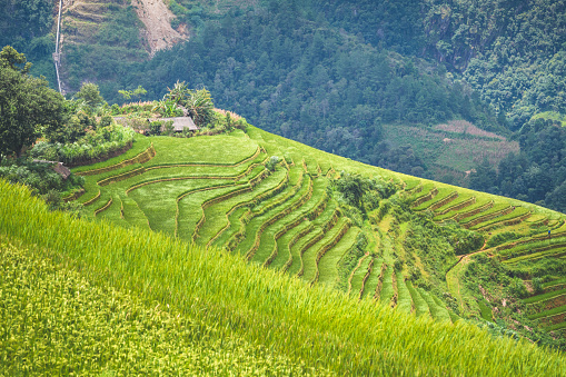 Terraced rice field landscape near Sapa in Vietnam. Mu Cang Chai Rice Terrace Fields stretching across the mountainside