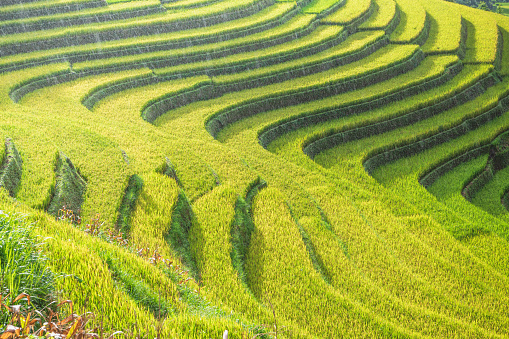 Green rice seedlings in a paddy field with beautiful sky