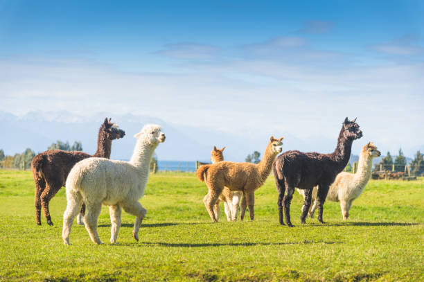 grupo de mascotas alpaca pedos paisaje natural local paisaje verde campo de hierba fondo de montaña - alpaca fotografías e imágenes de stock