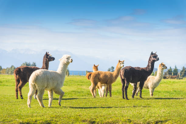 Group of alpaca pets farning local natural landscape green grass field mountain background Group of alpaca pets farning local natural landscape green grass field mountain background mt cook photos stock pictures, royalty-free photos & images
