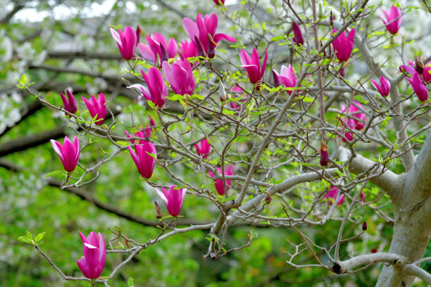istock Magnolia liliiflora / Lily Magnolia 1311751074