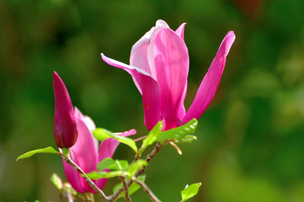 istock Magnolia liliiflora / Lily Magnolia 1311751095