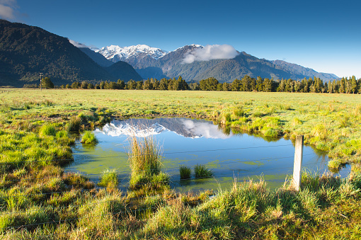 Green field at Lake Matheson Walking Tracks in Westland Tai Poutini National Park, Fox Glacier, West Coast, New Zealand at morning with snow mountain background