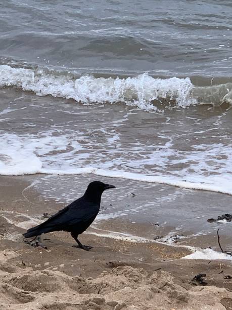 istock Crow by the sea 1311752174
