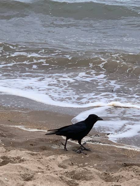 istock Crow by the sea 1311752180