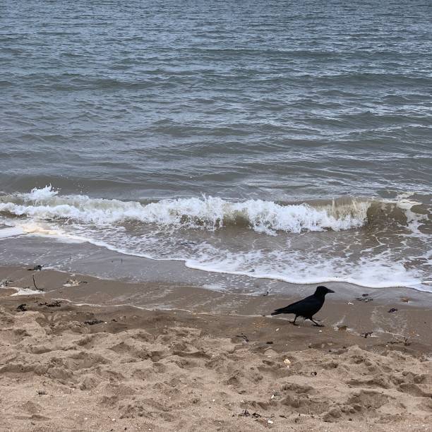 istock Crow by the sea 1311752184
