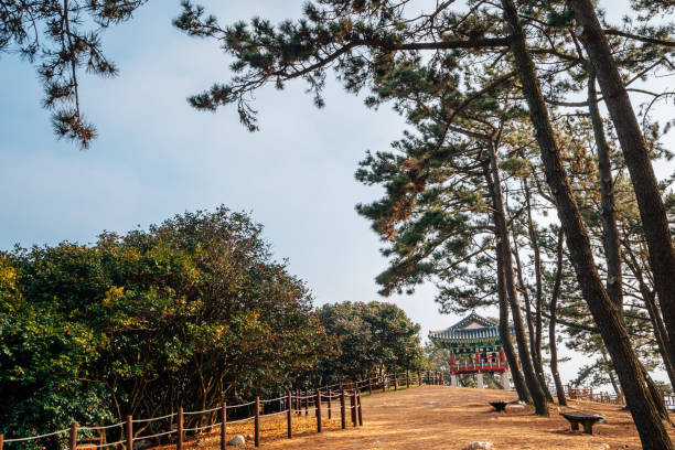 istock Maryang-ri Camellia Forest in Seocheon, Korea 1311752633