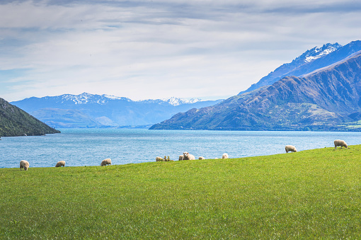 Wide shot nature of newly shorn sheep grazing on a farm with new zealand's mt cook in background and lake