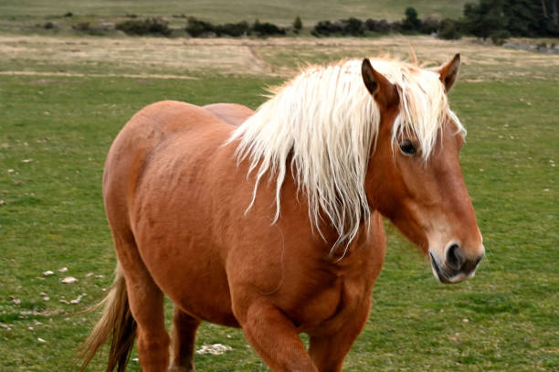 istock Brown horse with a white mane in a meadow 1311752652