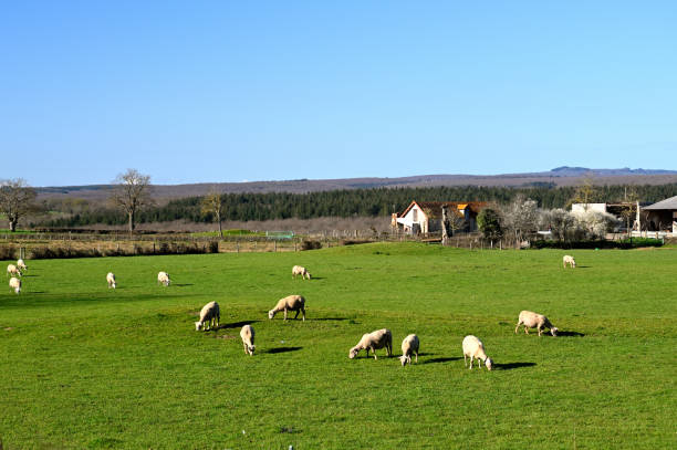 istock herd of sheeps in a green meadow 1311754565