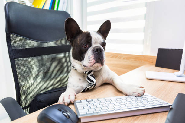 istock French Bulldog sits at a desk in an office 1311754791