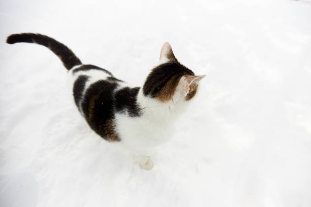istock A white cat with black spots in the snow, 1311757007