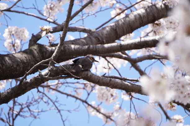 istock Japanese cherry blossoms and bulbul 1311758312