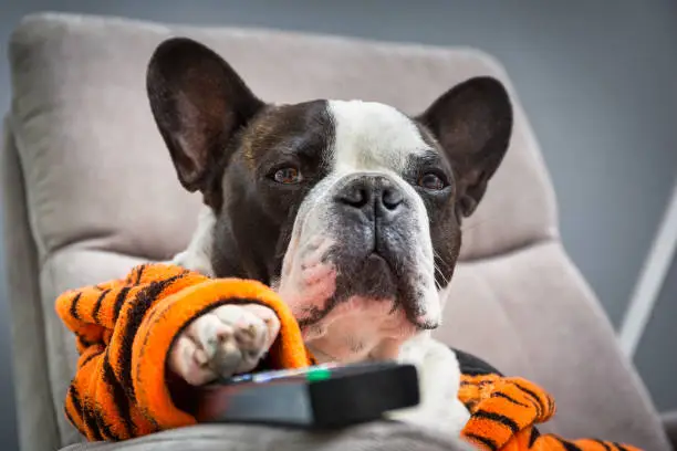 Photo of French bulldog in orange tiger bathrobe watch tv