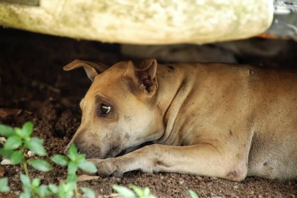istock Little dog house, clear eyes, sleeps 1311759302