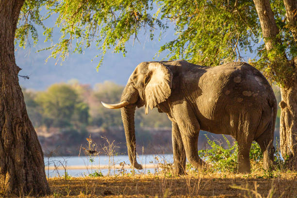istock Elephants walking and feeding on the Zambesi plain in Zimbabwe 1311760609
