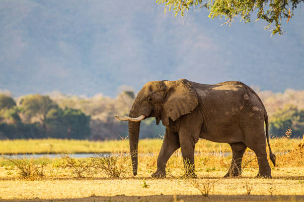 istock Lone elephant bull walking on the Zambesi plain. 1311760661