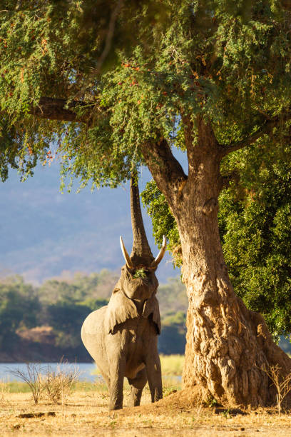 Botswana